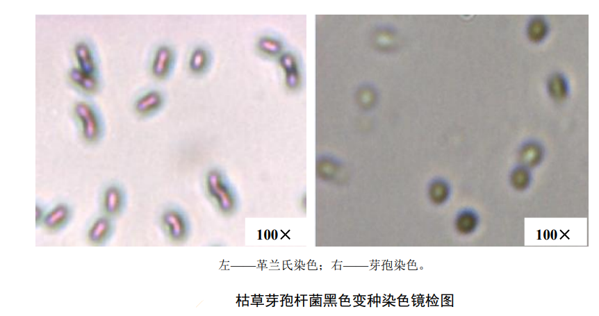 檢測水中滅菌生物指示物（枯草芽孢桿菌黑色變種）的具體方法